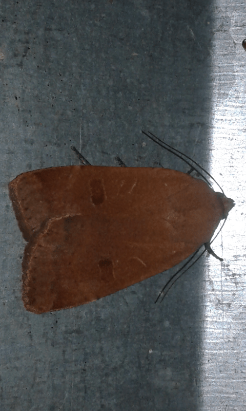 Noctua comes (Noctuidae)
